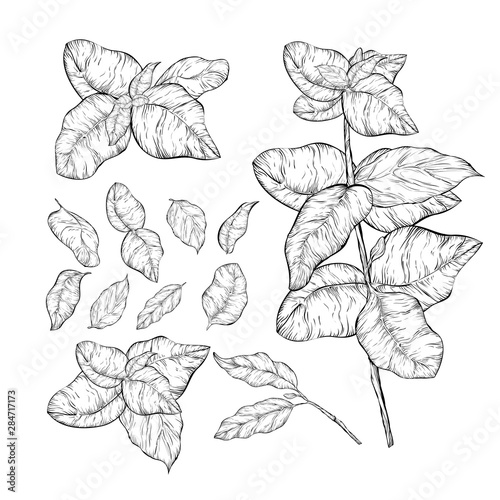 Hand drawn sketch style basil leaves set. Vector herbal engraved style illustration isolated on white background.Ocimum basilicum