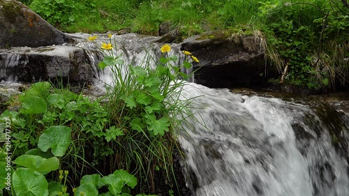 yellow flowers and mountain stream, fern and mountain stream, Fast flowing water of a mountain river, wildflower on the waterfall background