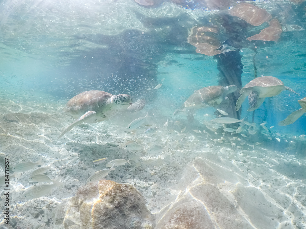 Fototapeta premium Underwater views around the pier at Westpunt, Curacao with trutles and pelicans