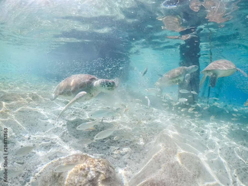 Fototapeta premium Underwater views around the pier at Westpunt, Curacao with trutles and pelicans