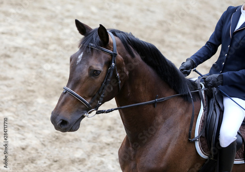 Headshot close up of a dressage horse during competition event © acceptfoto