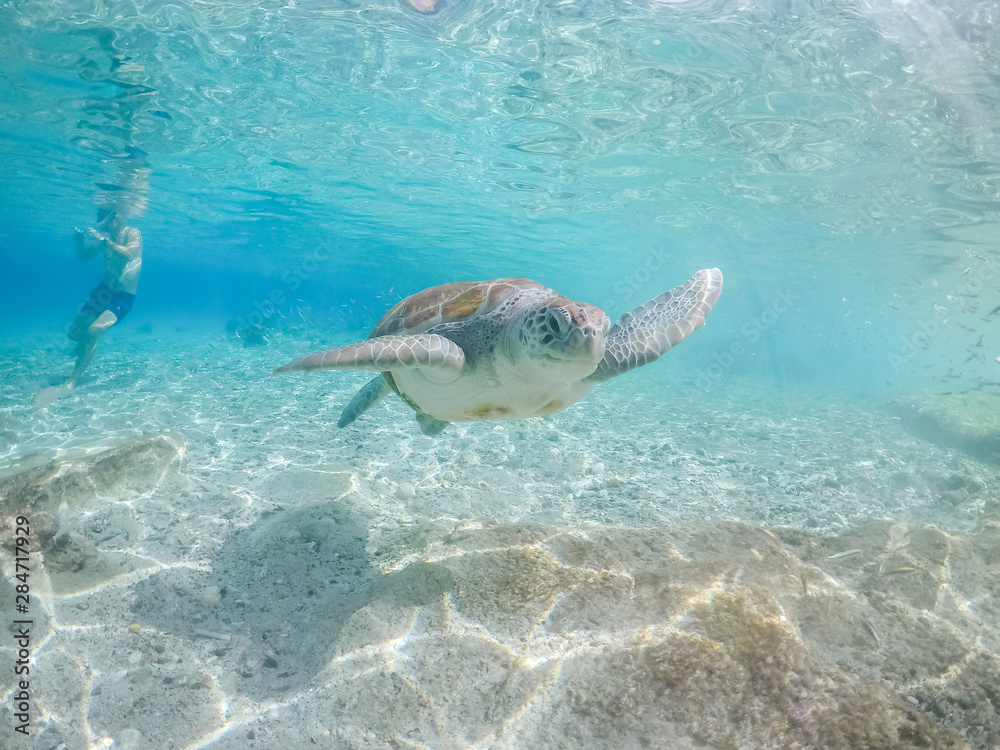 Fototapeta premium Underwater views around the pier at Westpunt, Curacao with trutles and pelicans