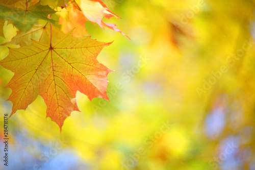 Yellow autumn maple tree background
