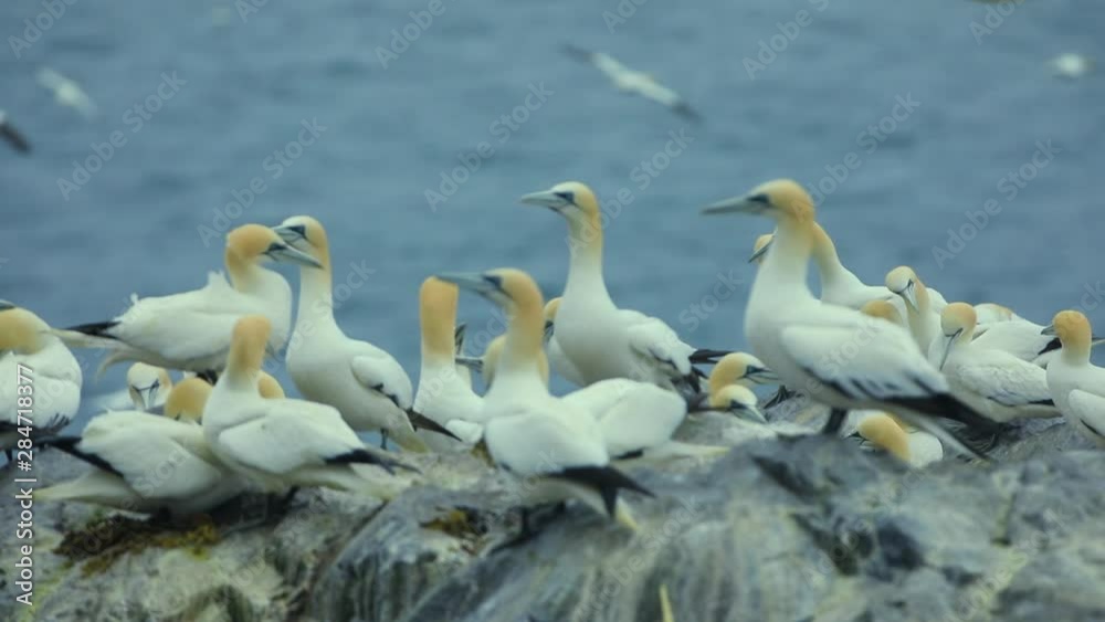 Northern gannets are sitting on the cliff edge. Bass Rock, Firth of Forth, North Berwick. Scotland. Great Britain Northern gannets are sitting on the cliff edge. Bass Rock, Firth of Forth, North Berwick. Scotland. Great Britain