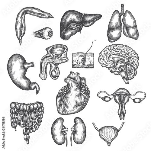 Hand drawn illustration of human organs Internal organ, skin and eye. Vector sketch isolated illustration. Anatomy symbols set. Medical pictures.