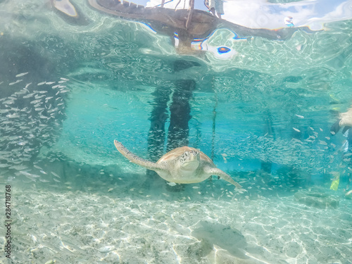 Underwater views around the pier at Westpunt  Curacao with trutles and pelicans