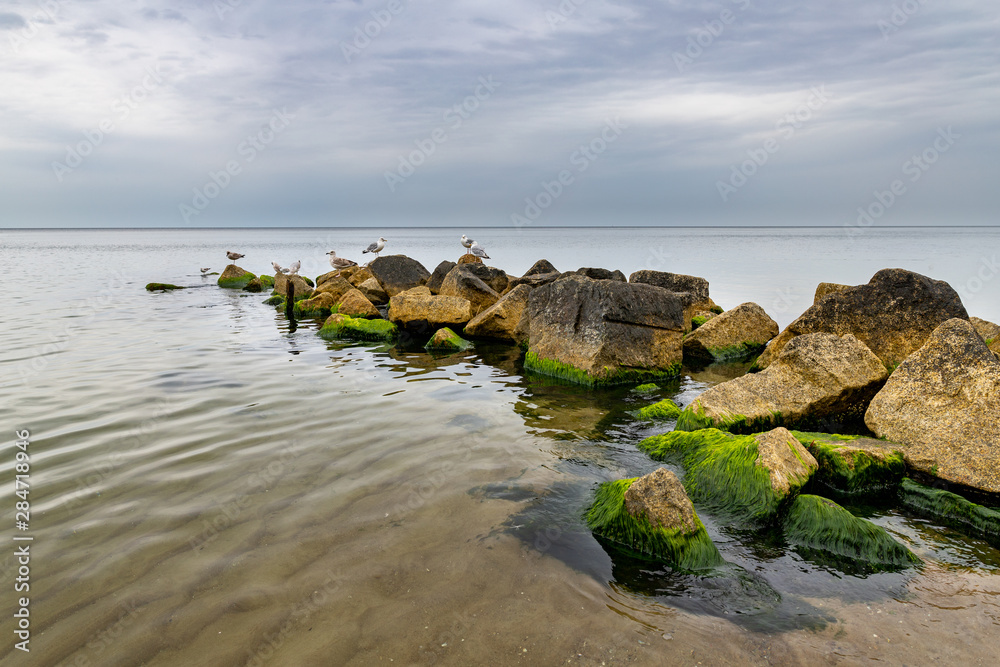 Seaweed covered stones in seawater. Beach on the Baltic Sea in Central Europe. Summer season.