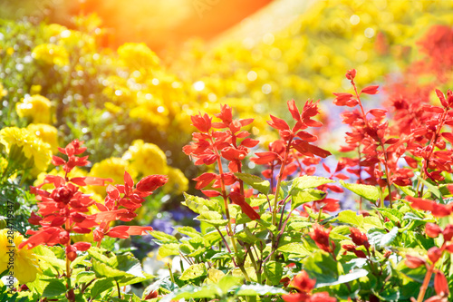 Bright summer flowers in the morning sun. © Юлия Усикова