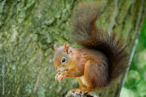 squirrel eating nut © tzuky333