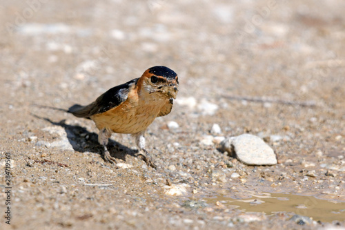 Rötelschwalbe (Cecropis daurica) sammelt Schlamm als Nistmaterial - Red-rumped swallow photo