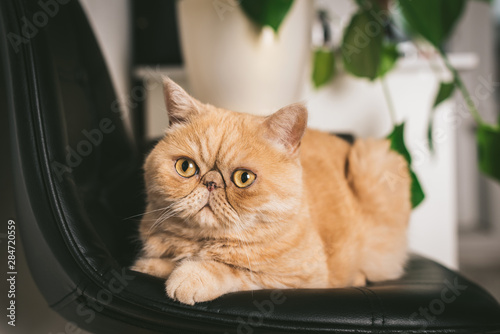 фотографія Ginger Exotic Shorthair Cat On Black Chair