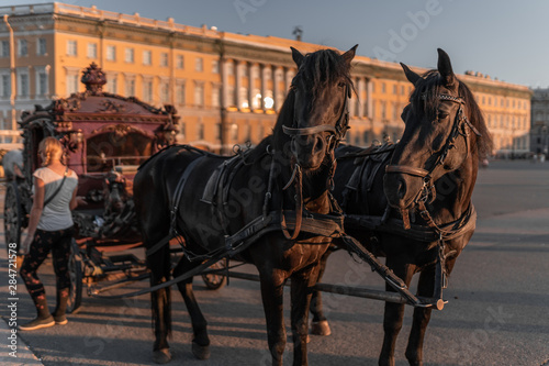 two dark horses with a carriage on a beautiful site