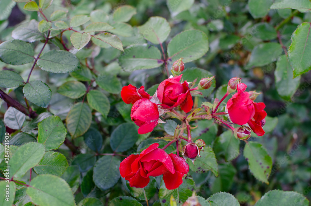 Red rose with green leaves. Garden floral background Red rose with green leaves. Garden floral background