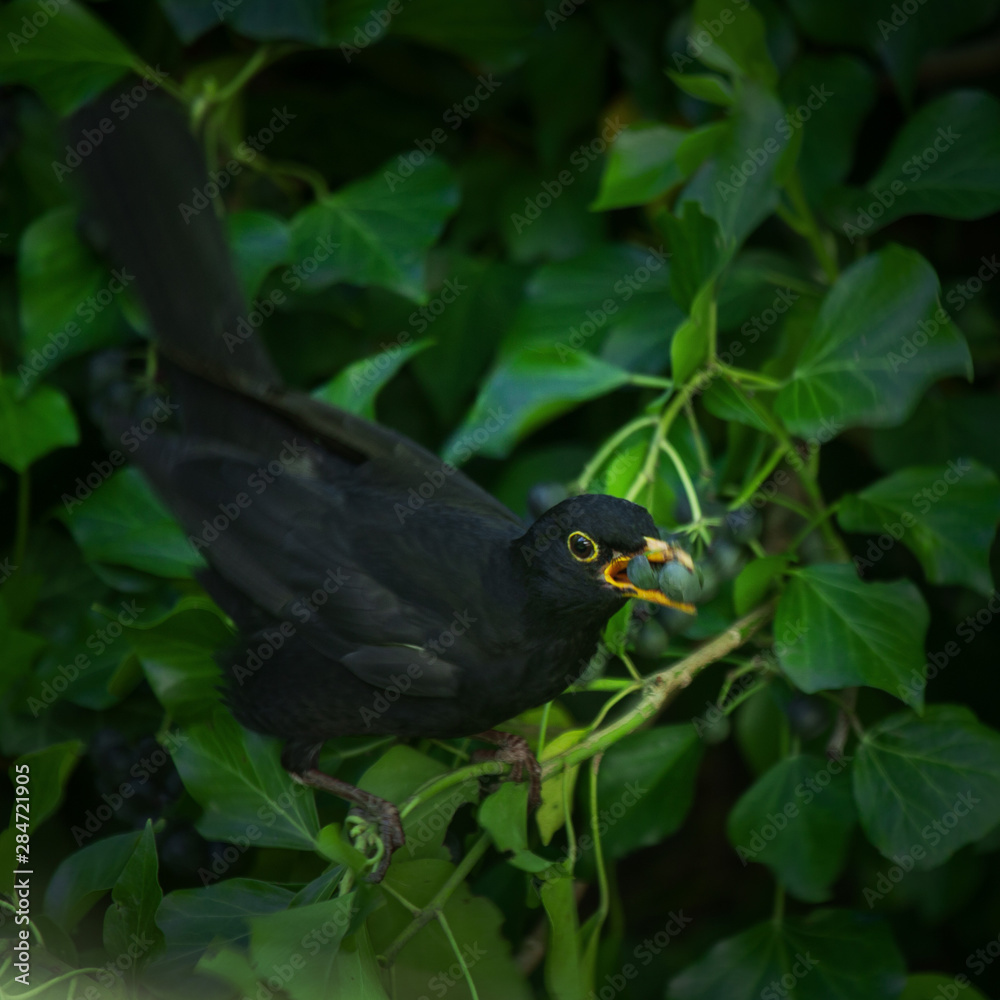 Obraz premium pretty blackbird collects berries in a green hedge