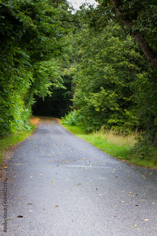 Fototapeta premium Straße aus dem Nichts Niemand Asphalt Sträucher