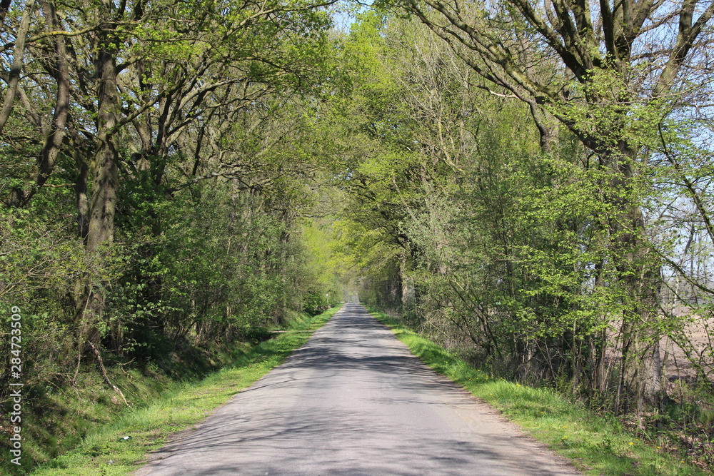 Fototapeta premium Bicycle path in summer through nature