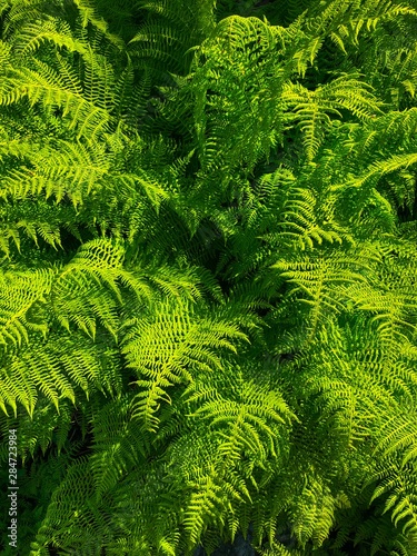 ferns in forest