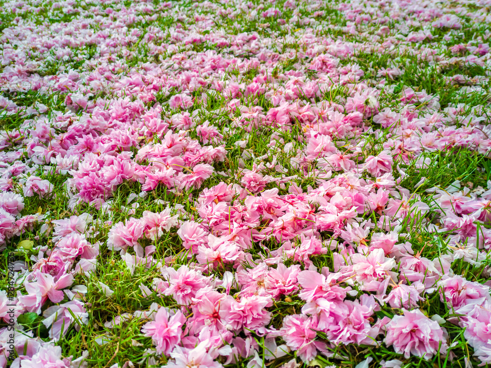 A garden carpet of wild pink cherry flowers on lawn. Sakura flowers. Prunus Serrulata. A garden carpet of wild pink cherry flowers on lawn. Sakura flowers. Prunus Serrulata.