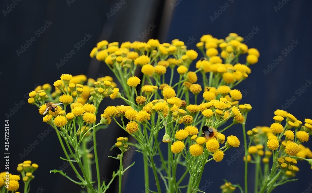 Tansy (Tanacetum Vulgare), is a perennial, herbaceous flowering plant of the Aster family, Asteraceae, also known as Common Tansy, Bitter Buttons, Cow Bitter, or Golden Buttons.