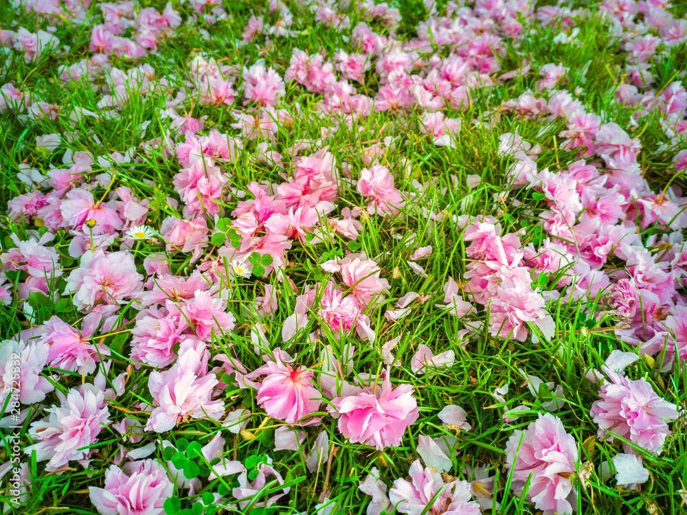 A garden carpet of wild cherry flowers on lawn. Sakura flowers. Prunus Serrulata.