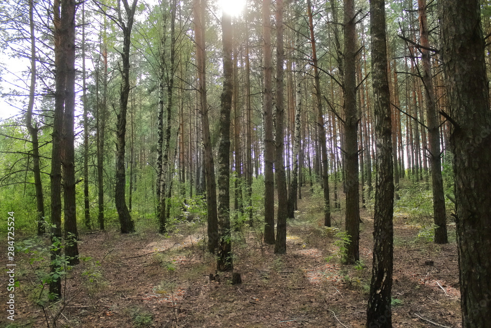Obraz premium young forest with birches and pines in summer and autumn. the sun shines through the trees in the young forest. birch grove with pines. clean well-groomed forest. walks in the clean forest. 