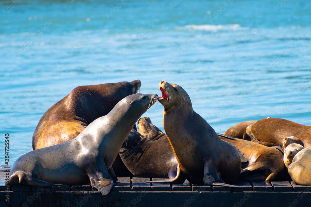 Fototapeta premium Pier 39, Fishermans/ Fisherman's Wharf. Group of California Sea Lions/Seals relaxing, sunbathing and barking on a pier by the ocean in San Francisco on a sunny summer day.