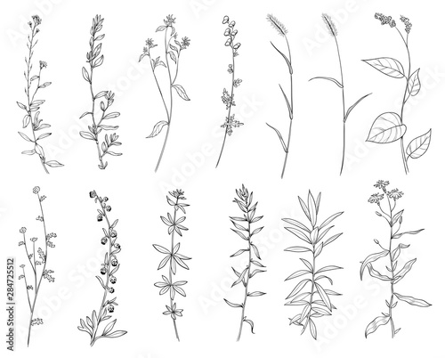 Hand drawn set of wild herbs. Outline plants drawing, botanical vector illustration. Black isolated on white background.
