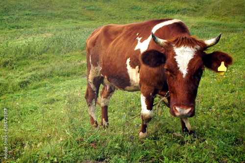 In the summer  a brown cow eats green grass in the meadow.