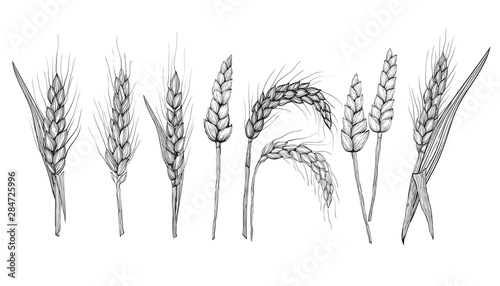 Vector hand drawn wheat ears Drawing of bunch of grain ears. Cereal illustration in vintage style. wheat grain granule  kernel corn rye barley oats pic buckwheat grass bran