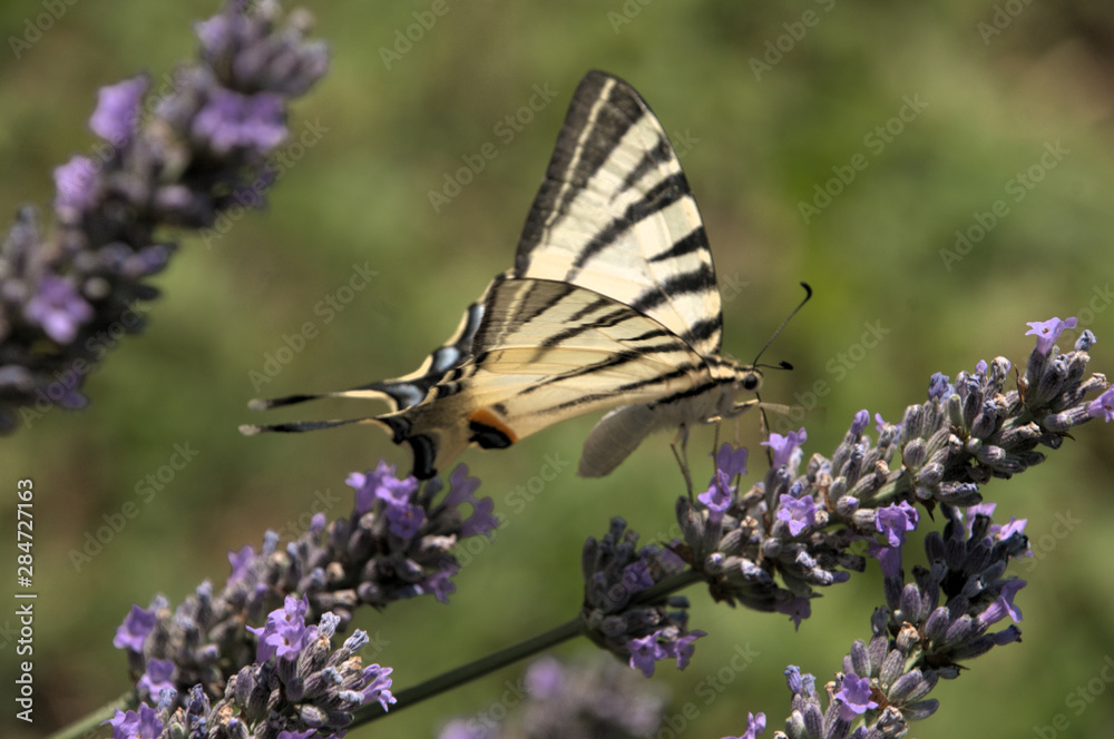 Iphiclides podalirius; scarce swallowtail butterfly in rural Tuscany Iphiclides podalirius; scarce swallowtail butterfly in rural Tuscany