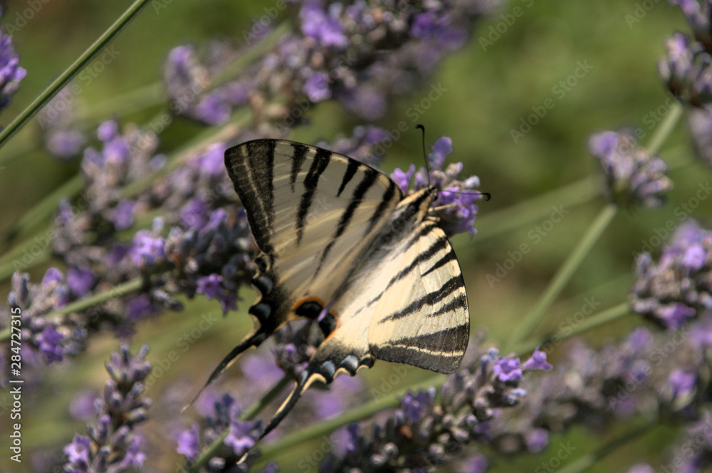 Obraz premium Iphiclides podalirius; scarce swallowtail butterfly in rural Tuscany