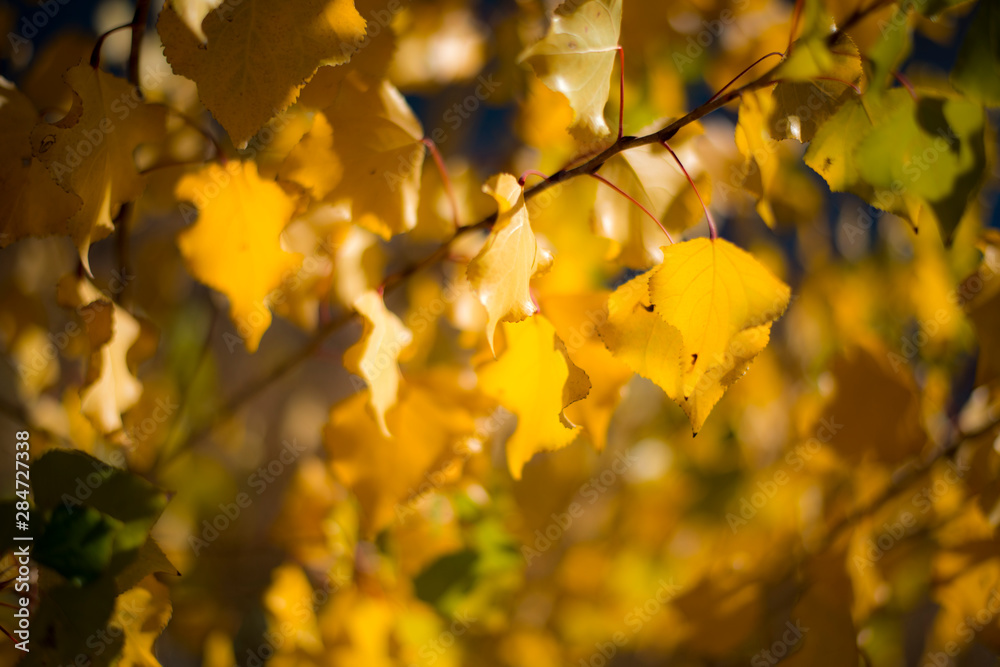 OTOÑO PASEO SALAMANCA OTOÑO PASEO SALAMANCA