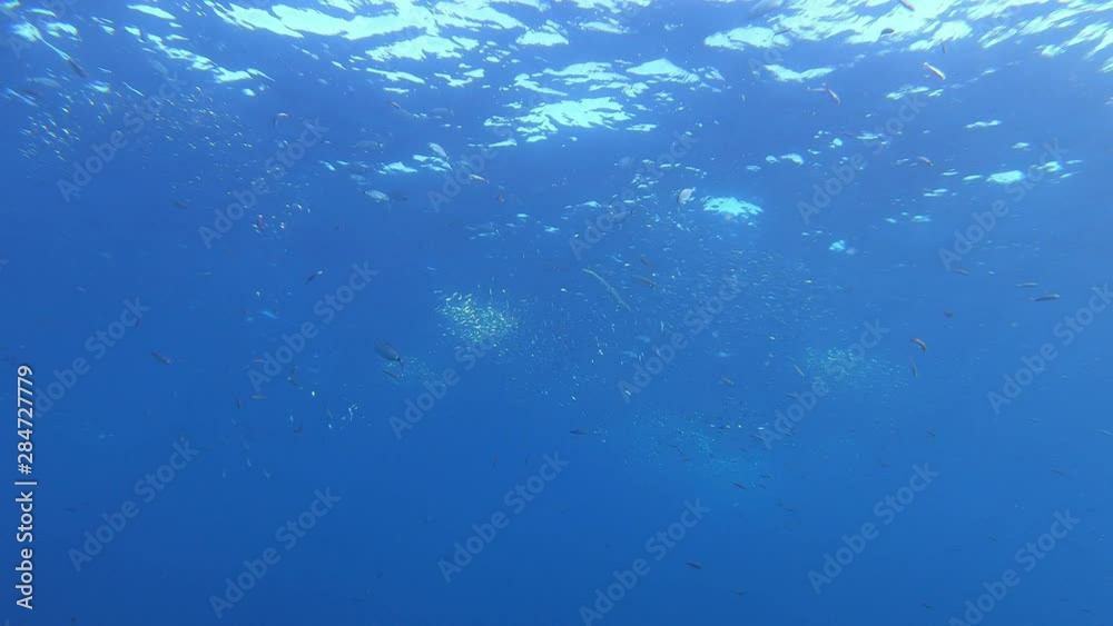 Barracuda fish chasing a little fishes shoal Barracuda fish chasing a little fishes shoal