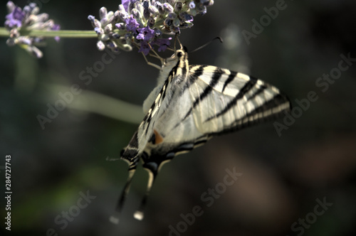 Iphiclides podalirius; scarce swallowtail butterfly in rural Tuscany photo