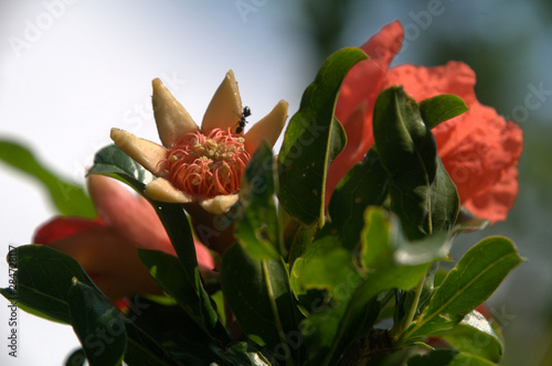 Pomegranate ripening in Tuscan garden, Montespertoli, Florence	 photo