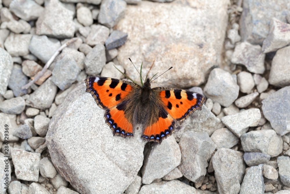 Small tortoiseshell butterfly, Aglais urticae Small tortoiseshell butterfly, Aglais urticae