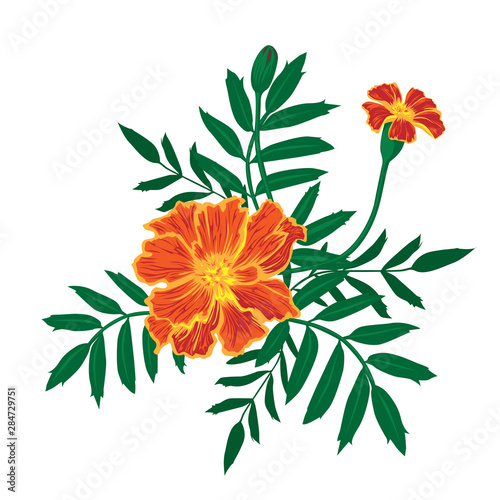 Marigold flower art