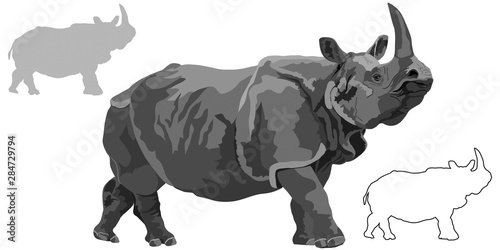 Indian rhinoceros on white