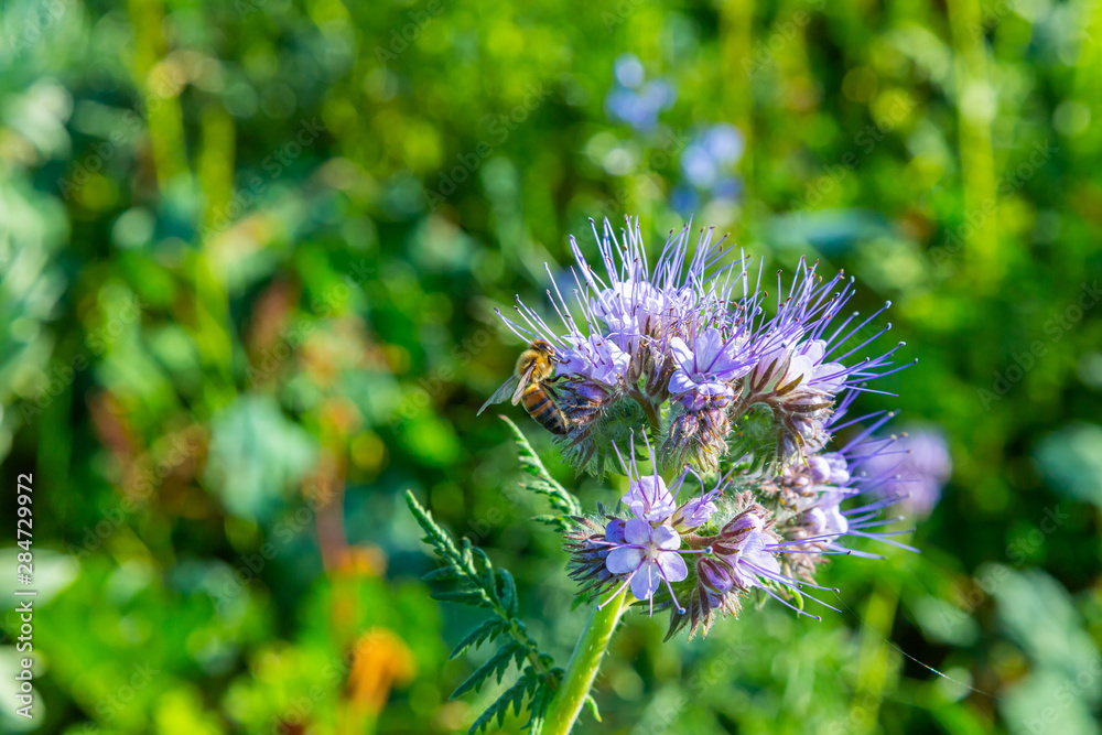 Rainfarn-Büschelschön (Phacelia tanacetifolia) und eine Biene Rainfarn-Büschelschön (Phacelia tanacetifolia) und eine Biene