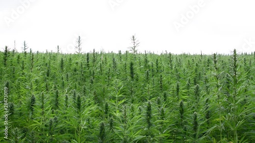 canabis on marijuana field ganja farm sativa leaf weed medical hemp hash plantation cannabis legal or illegal drug