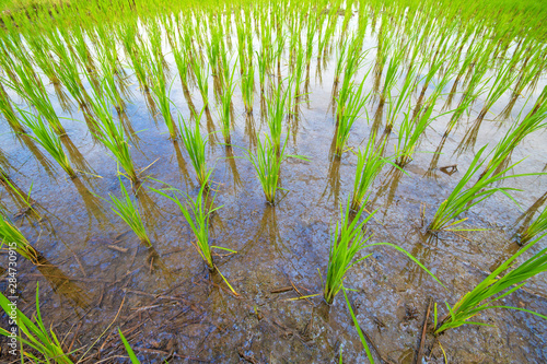 Young paddy rice field with water at rural of Thailand.