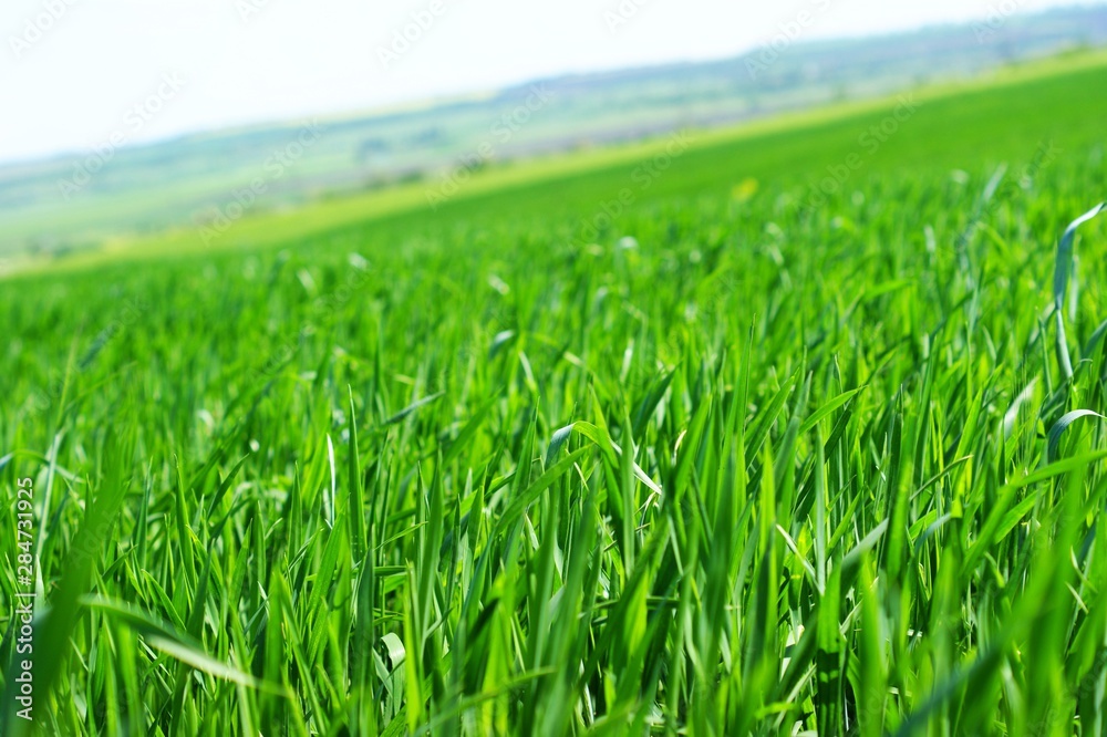 Obraz premium Young green wheat grows in a field.