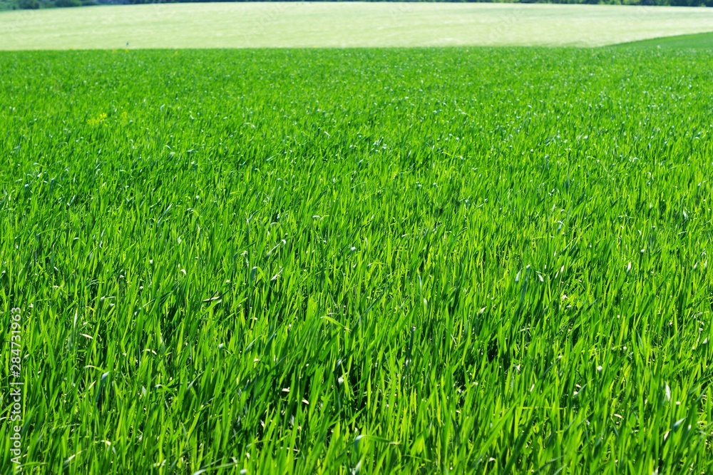 Obraz premium Young green wheat grows in a field.