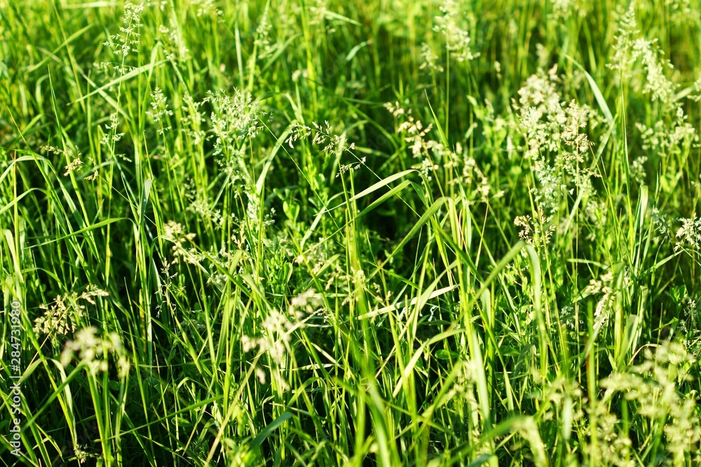 Young green wheat grows in a field. Young green wheat grows in a field.