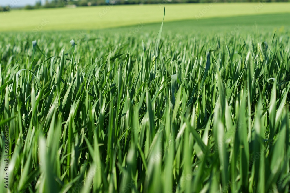 Green grass pattern and texture for background. Green grass pattern and texture for background.