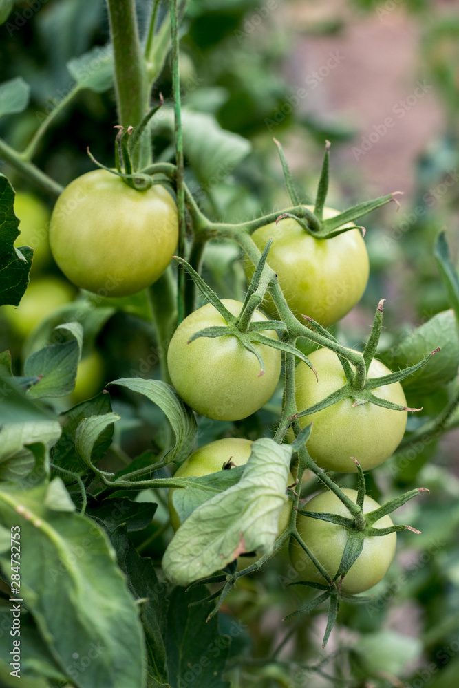 Bunch of green bio tomatoes in greenhouse and garden Bunch of green bio tomatoes in greenhouse and garden