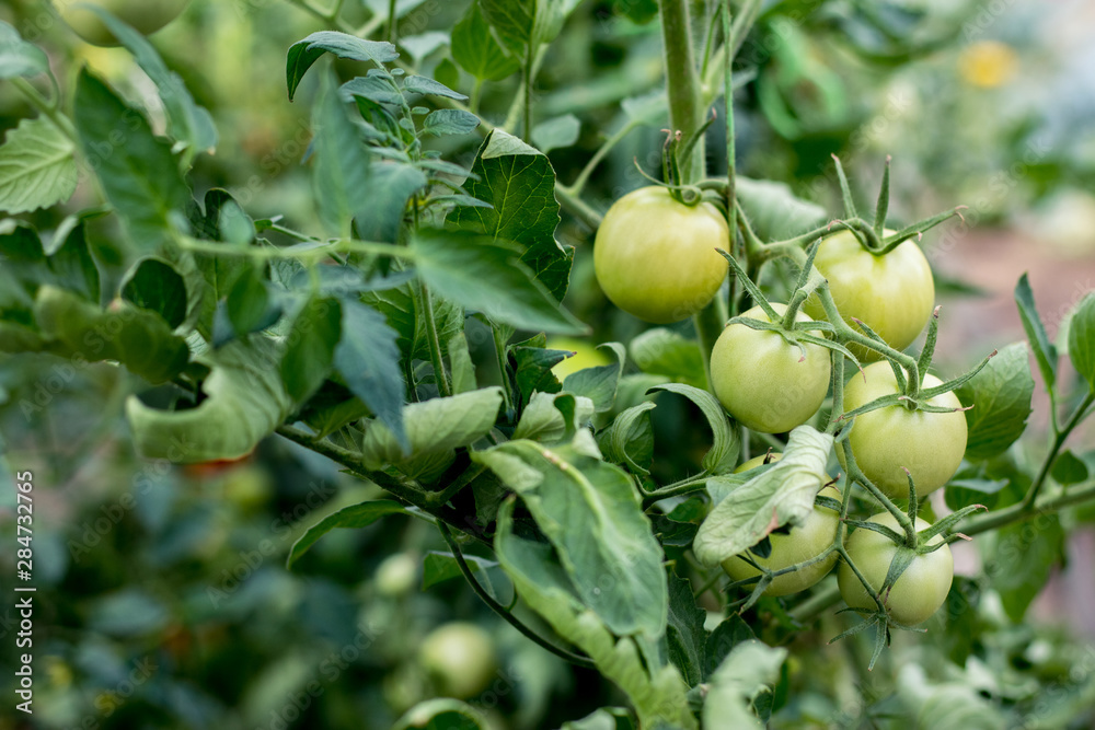 Bunch of green bio tomatoes in greenhouse and garden