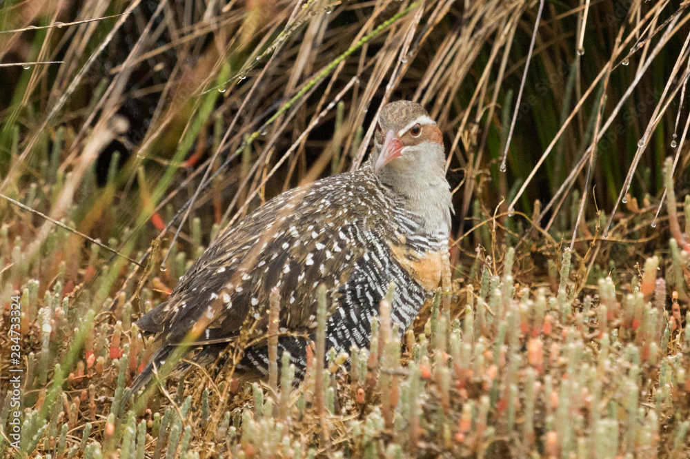 Obraz premium Buff Banded Rail in Australasia
