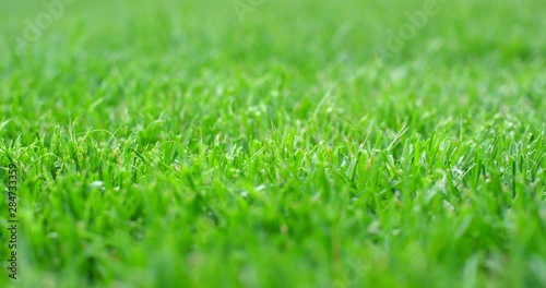Wallpaper Mural Cutting the grass with the lawn mower, low angle view. Shot on 6K RED camera. Torontodigital.ca