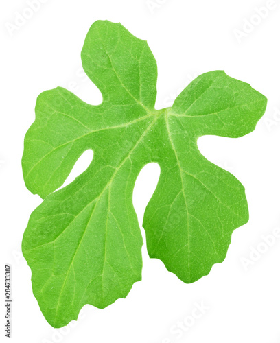 Melon leaf isolated on a white. Detailed retouch. © dizolator